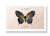 Paleta-do-makijazu-Butterfly (2).jpg